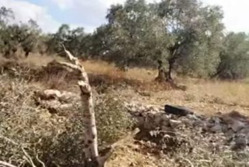 المستوطنون يقطعون أشجار الزيتون جنوب سلفيت