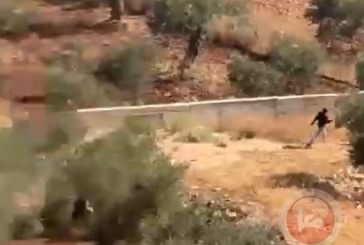 مستوطنون يهاجمون مركبات المواطنين في ترمسعيا