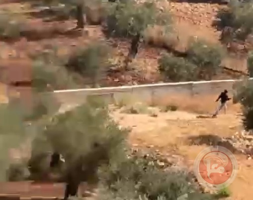 مستوطنون يهاجمون مركبات المواطنين في ترمسعيا
