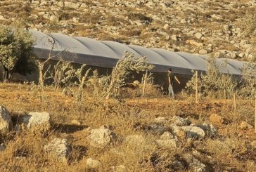 مستوطنون يطلقون مواشيهم في أراضي بيت دجن شرق نابلس