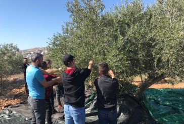 وزارة الزراعة تحدد موعد قطف الزيتون