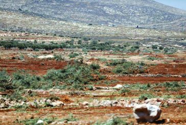 الاحتلال يعتقل شابا ومستوطنون يعتدون على آخر في قرية المغير