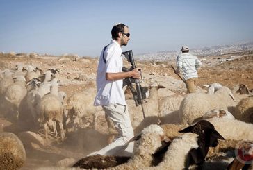 مستوطنون يدمرون أكثر من 300 شجرة زيتون ولوزيات 