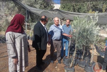 وزارة الزراعة في استجابة عاجلة تُسلم اشتال زيتون مُكبَّر لإعادة تشجير أراضِ واد سعير