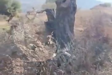 مستوطنون يقطعون المئات من أشجار الزيتون في قريوت
