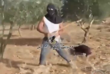 شاهد- مستوطن يعتدي بالضرب على امرأة خلال قطف الزيتون