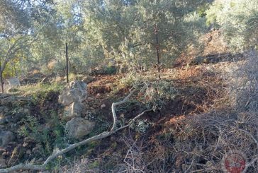 مستوطنون يسرقون أبقارا ويقطعون اشجارا في واد قانا بديراستيا