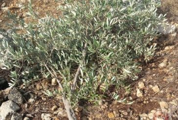 الاحتلال يقتلع 150 شجرة مثمرة غرب سلفيت