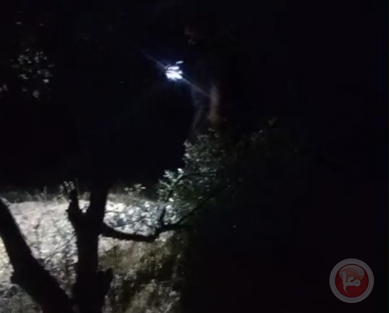 المستوطنون يحطمون عشرات اشجار الزيتون في سوسيا شرق يطا