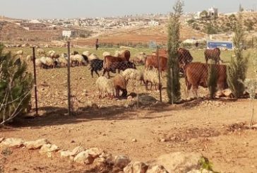 مستوطنون ينفذون جولات استفزازية في مسافر يطا… وعائلات تواجه التهجير