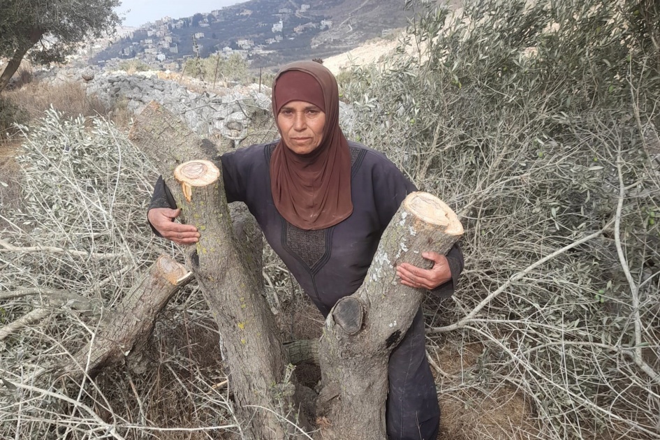 المجلس الدولي للزيتون يطالب بمحاسبة إسرائيل لاعتداءاتها على شجرة الزيتون