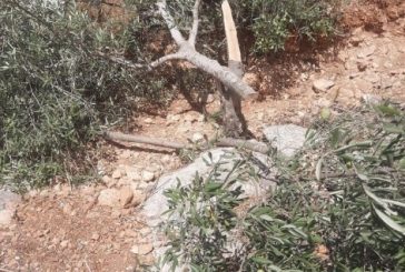 الاحتلال يقتلع أشجار زيتون غرب جنين