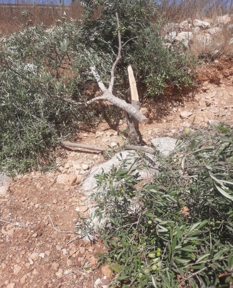 الاحتلال يقتلع أشجار زيتون غرب جنين