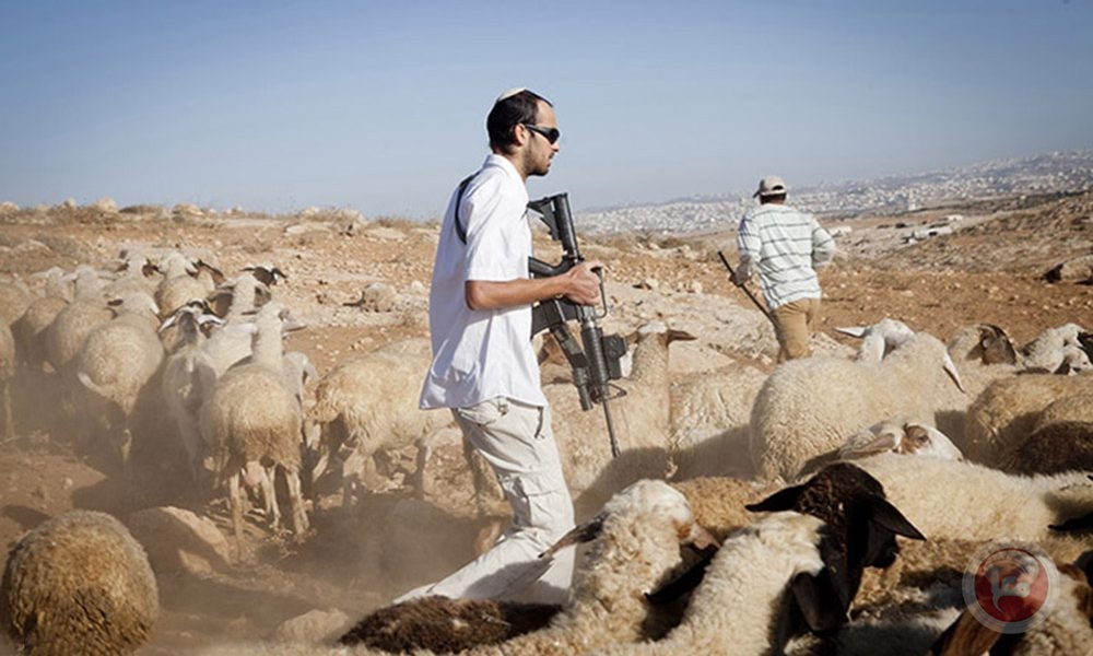 رام الله.. مستوطنون يسرقون 200 رأس غنم ومركبة في كوبر