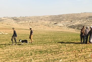 مستوطنون يهاجمون السكان في مسافر يطا واصابة عدد من المواطنين بحالات اختناق