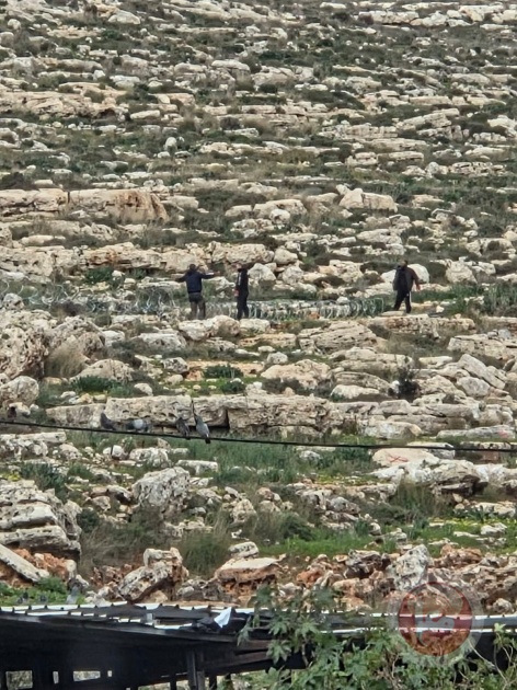 مستوطنون يسيجون مساحات واسعة من أراض سلفيت