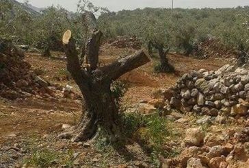 مستوطنون يقتلعون أشجار زيتون شرق طوباس