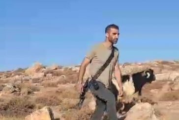 مستوطنون يقتلون رأسا من الماشية ويلاحقون الرعاة بالأغوار الشمالية
