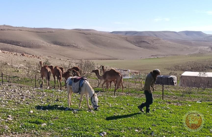 اعتداءات متواصلة للمستوطنين على خِرَب ومناطق مسافر يطّا