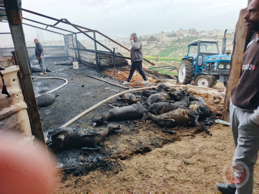 حريق يلتهم مزرعة للأغنام في السموع ويتسبب بنفوق عشرات الأغنام