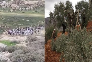 فيديو- مستوطنون يؤدون طقوسا تلمودية ويقطعون أشتال زيتون جنوب نابلس