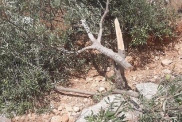 مستوطنون يقطعون 21 شجرة زيتون في المغير شرق رام الله