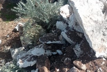 مستوطنون يعتدون على أرض مواطن في كفر الديك ويقتلعون أشجار زيتون