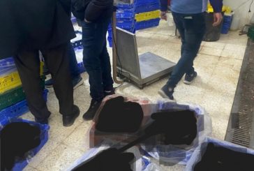 الخليل: ضبط طنين من لحوم الدجاج الفاسدة وإتلافها