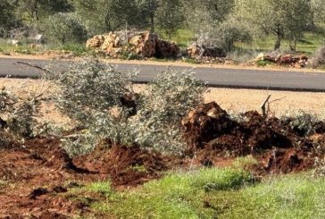مستوطنون يقتلعون نحو 300 شجرة زيتون في سهل ترمسعيا
