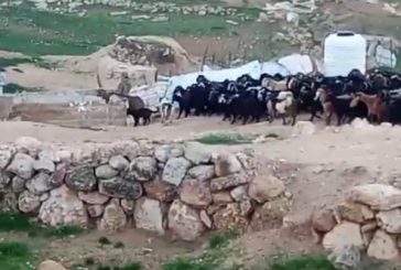 الاحتلال يعتقل مسنا ومستوطنون يعتدون على الاهالي بمسافر يطا