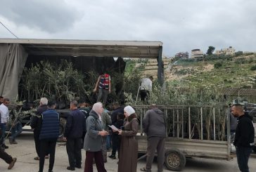 بعد اقتلاع آلاف الأشجار… توزيع أشتال زيتون لإحياء أراضي المزارعين في إذنا