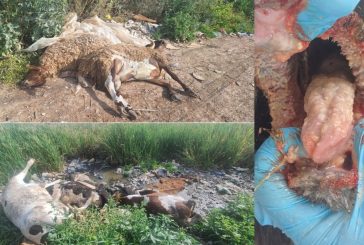 خبير بيئي يحذّر من كارثة وبائية في جنين بعد إلقاء نفوق المواشي المصابة بالحمى القلاعية بالوديان