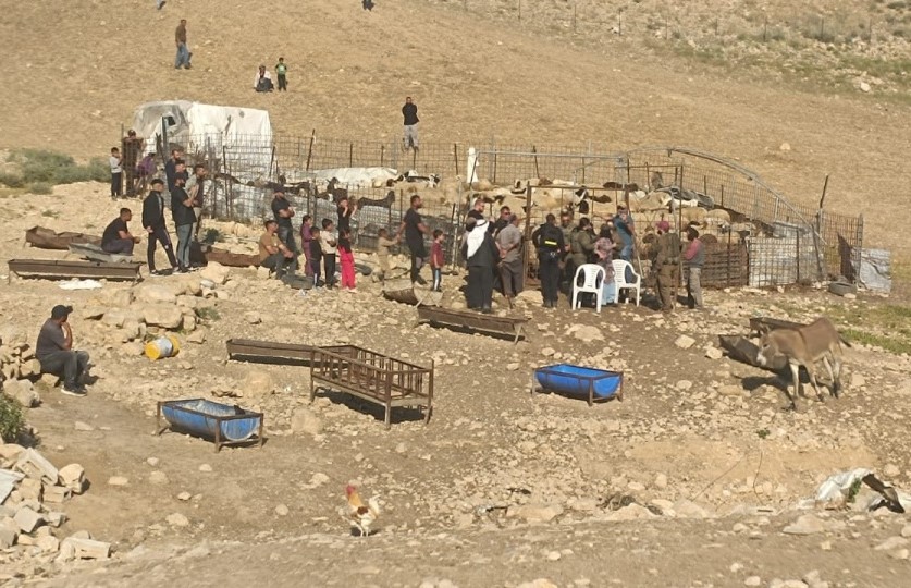 مستوطنون يحاولون سرقة أغنام وجيش الاحتلال يعتدي ويعتقل مواطنين في مسافر يطا