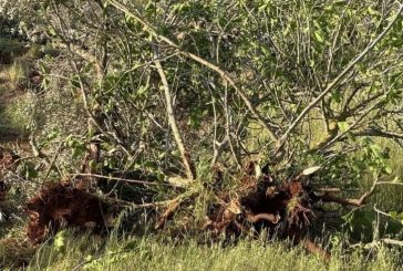 مستوطنون يقطعون نحو 400 شجرة زيتون شمال رام الله
