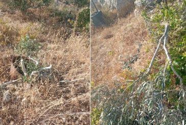 مستوطنون يقطعون 150 شجرة في ياسوف شرق سلفيت