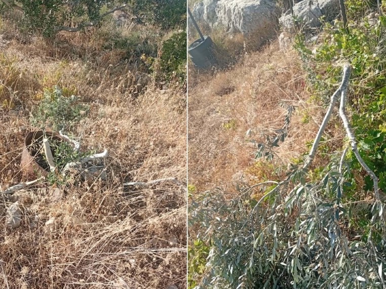 مستوطنون يقطعون 150 شجرة في ياسوف شرق سلفيت
