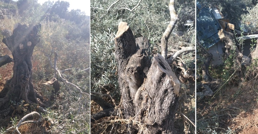 مستوطنون يقطعون 40 شجرة زيتون معمّرة جنوب سلفيت
