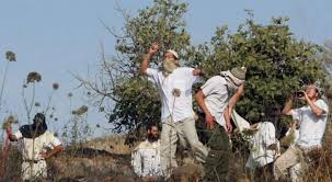 مستعمرون يهاجمون رعاة الأغنام في الرشايدة شرق بيت لحم