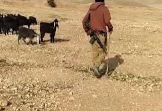 القدس : مستعمرون يرعون مواشيهم في تجمع المهتوش
