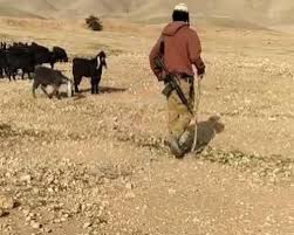 القدس : مستعمرون يرعون مواشيهم في تجمع المهتوش