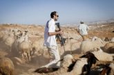 القدس : مستعمرون يطلقون أغنامهم بين مساكن المواطنين شرق القدس