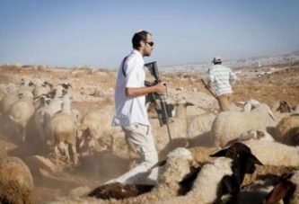 القدس : مستعمرون يطلقون أغنامهم بين مساكن المواطنين شرق القدس