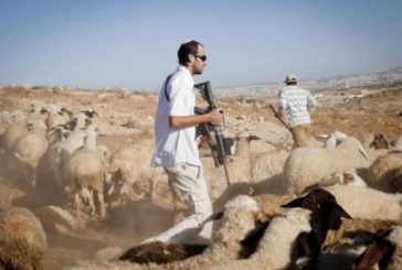 القدس : مستعمرون يطلقون أغنامهم بين مساكن المواطنين شرق القدس