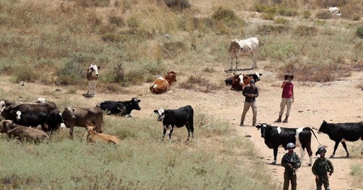 بيت لحم : مستعمرون يرعون أغنامهم في أراضٍ مزروعة بالزيتون بقرية المنية
